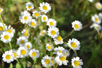 Closed up of Chamomile gardenfield a little yellowish white flowers commonly called German chamomile daisy.One of popular herb. Flower of garden or medicinal chamomile (Matricaria recutita). concept