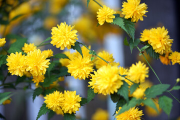 Beautiful yellow flower. Flower background, garden flowers. yellow flowers and green leaves close-up. bush in a flowerbed with bright yellow flowers, nature background