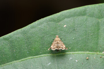 Apple leaf skeletonizer moth (Choreutis pariana), Satara, Maharashtra, India