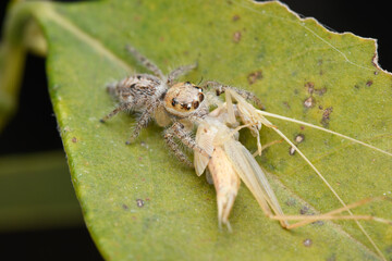 Heavy jumping spider female (Hyllus semicupreus) feeding on tree katydid