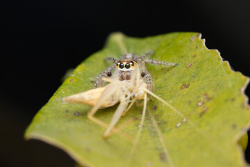 Heavy jumping spider female (Hyllus semicupreus) feeding on tree katydid
