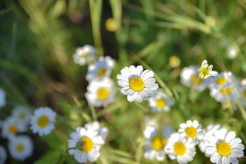 Obraz na płótnie Canvas Closed up of Chamomile gardenfield a little yellowish white flowers commonly called German chamomile daisy.One of popular herb. Flower of garden or medicinal chamomile (Matricaria recutita). concept