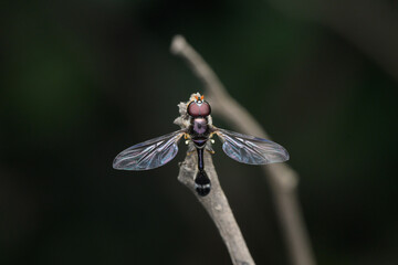 Slender hoverfly (Ocyptamus fuscipennis), Satara, maharashtra, India