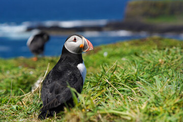 Atlantic puffin on the isle of Lunga in Scotland. The puffins breed on Lunga, a small island of the coast of Mull.