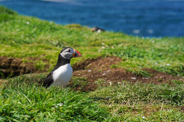 Atlantic puffin on the isle of Lunga in Scotland. The puffins breed on Lunga, a small island of the coast of Mull.