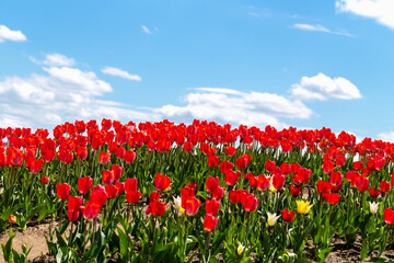 Beautiful fresh red tulips against blue sky with clouds. Nature park, spring and summer, beauty and care