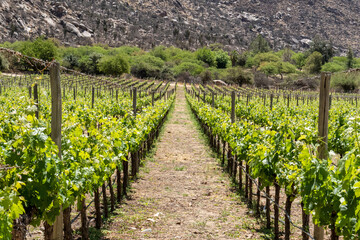Fototapeta na wymiar Vineyard plant at the foot of a mountain in the city of Cafayate, Argentina