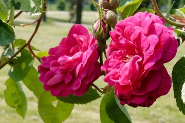 pink and white flowers