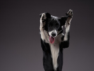 the dog waving paws . Happy Border Collie on a grey background in studio. Happy pet