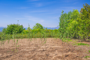 Obraz premium ケヤキの苗木