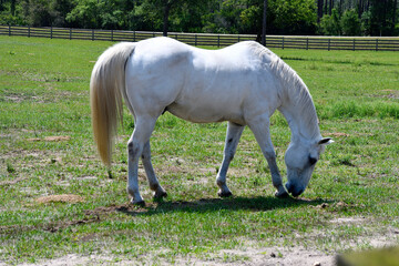 Beautiful white horse grazing at ranch Florida, USA.