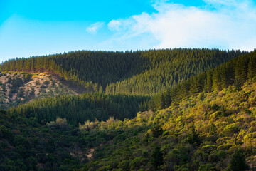 Tree plantations for the forest industry in the Maule Region, Chile