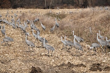 Sandhill Cranes in the Field
