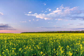 Fototapeta premium Yellow field of blooming rapeseed and sky with clouds in sunset colors