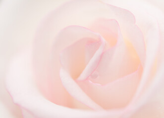 Obraz na płótnie Canvas Soft focus rose petals romance style, pure white petals, abstract Sweet color background.