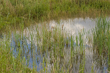 Pond with reed and reflection of clouds in preshoek nature reserve, Marke, Flanders, Belgium 
