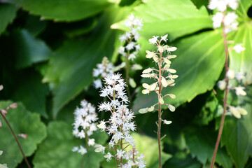 ティアレラ・ウィリー