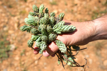 Handful of Sedum sediforme in a man's hand