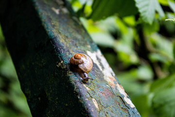 snail on the railing