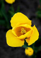The yellow tulip on a dark background. Natural background. Close-up. Selective focus.