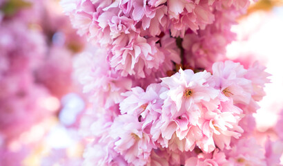 Branches of blooming sakura on a sunny day. Spring natural background. Banner. Selective focus.