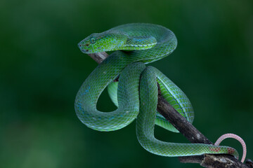 Hagen's Pit Viper - Trimeresurus hagen on branch with  defensive position.
