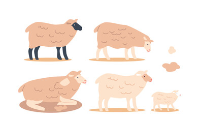 Set of Sheep, Woolly Animals Bred For Their Meat And Wool, They Graze On Grass, Require Little Maintenance