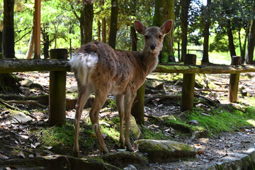 奈良公園のマスコット 野生の鹿