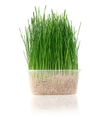 Germinated grass for cats on a white background.