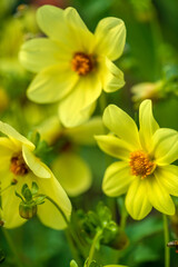 yellow dahlia in the garden