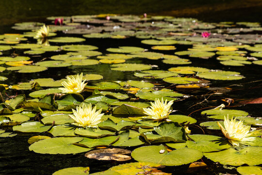 The yellow flowers of the water lily species Nymphaea mexicana are a true marvel of nature's artistry. Each blossom embodies a captivating combination of elegance and vibrancy.