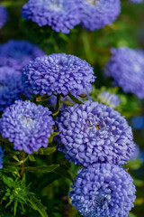 blue aster in the garden