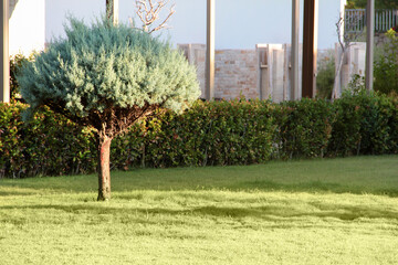 The landscape is green with coniferous trees.