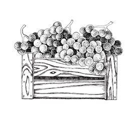 Harvested sweet grapes in wooden crate at vineyard