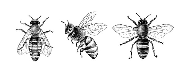 Monochrome set of three bees or honeybees - 602672826