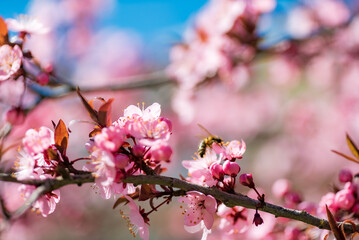 pink plum flowers in the garden