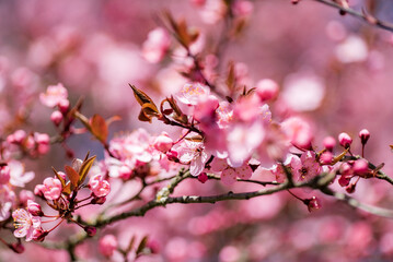 Fototapeta na wymiar pink plum flowers in the garden