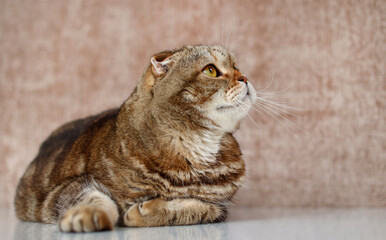 Scottish fold cat profile. The pet is resting.