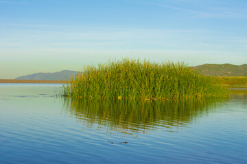Fototapeta premium Lake and reed grass, Water plants by lake, Background. Plants in lake, green reeds on beautiful Lake Outdoors, Green reeds are floating on blue water river and blue sky clouds, Algerian spring Africa.