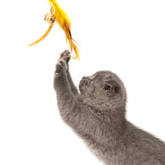 Gray British cat kitten funny pet selective focus isolated on the white background