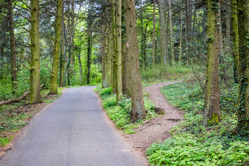 Obraz premium Forêt du Mont Brouilly