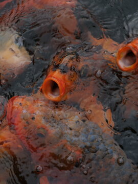 Close-up Karpa koi group fight for food