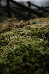 mossy ground in natural landscape, close-up 