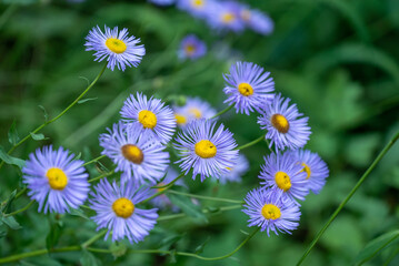 Fototapeta premium field of daisies