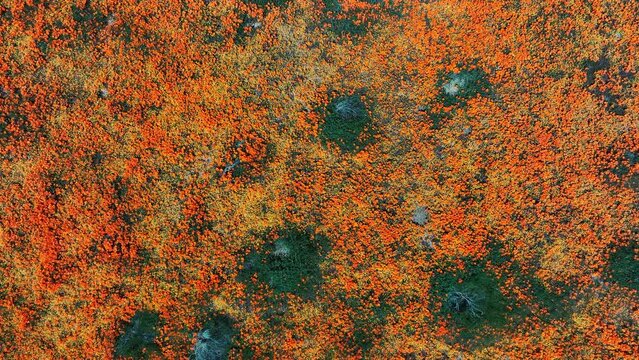 California Poppy Super Bloom Aerial Shot Top Down Antelope Valley L Slow - Filmed outside of Poppy Reserve California USA