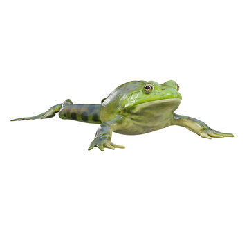 3d illustration of American bullfrog.