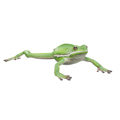 3d illustration of American green treefrog.