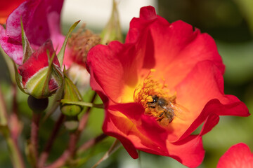 Obraz premium A honeybee harvesting on a red and yellow rose in full bloom