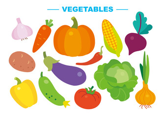Set of vegetables on white background: garlic, carrot, pumpkin, beetroot, onion, potato, tomato, cucumber, eggplant, pepper, chili, cabbage, corn. Vector flat isolated illustration