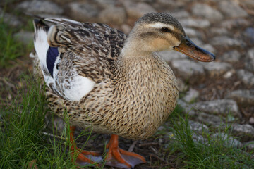 舎人公園の野鳥2023年4月